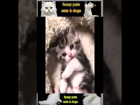 Amusing Cat vs Dog Viral Clips Animals #shorts #shortvideo #viral #tranding #popular #cat 39 