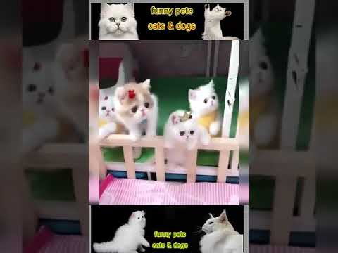Amusing Cat vs Dog Viral Clips Animals #shorts #shortvideo #viral #tranding #popular #cat 192 