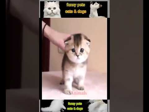 Amusing Cat vs Dog Viral Clips Animals #shorts #shortvideo #viral #tranding #popular #cat 38 