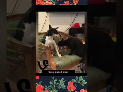 Amusing Animal Videos 2022 Funniest Cats And Dogs Videos # 24 