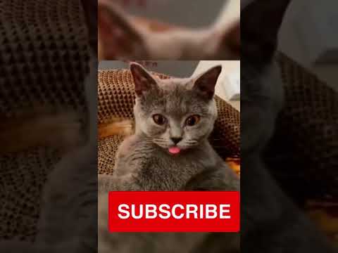 Finest Amusing Animals Videos 2022 Funniest Cat of 2022 #shorts #funny #cats