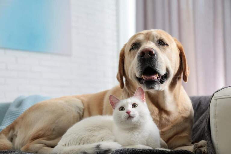 7 Best Pet Insurance Companies in Wisconsin: 2023