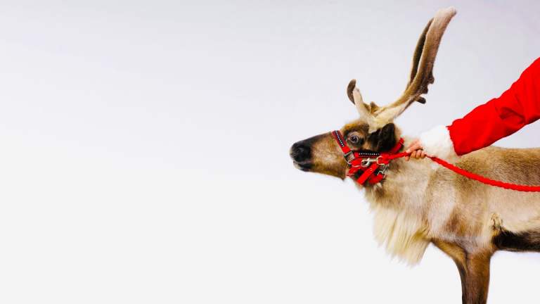 Can Santa guarantee his reindeer?|Animal insurance coverage