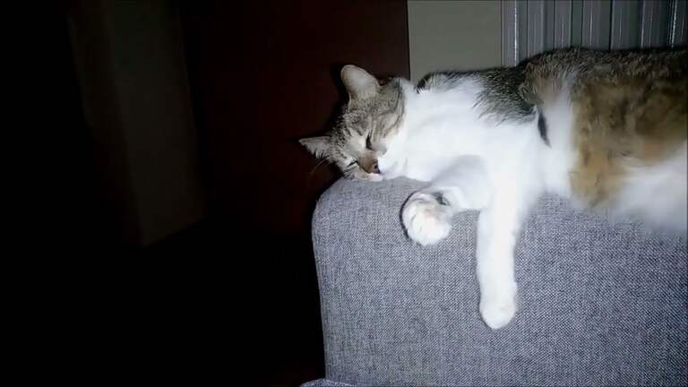Cat Views Television (Kritter Klub Episode) To Sleep