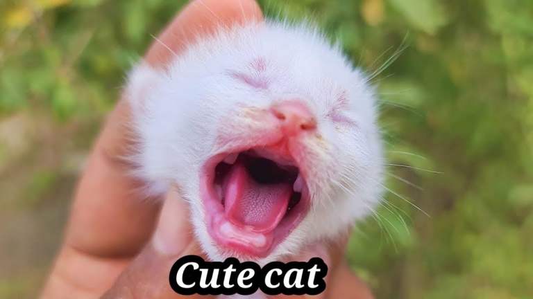 Charming Cats dancing|Kitten amusing|cat amusing videos|Cat adorable|Animals|Pets Street
