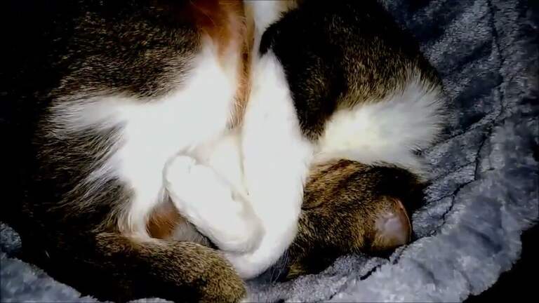 Amusing And Charming Cat Snoring Loud Throughout When Sleeping