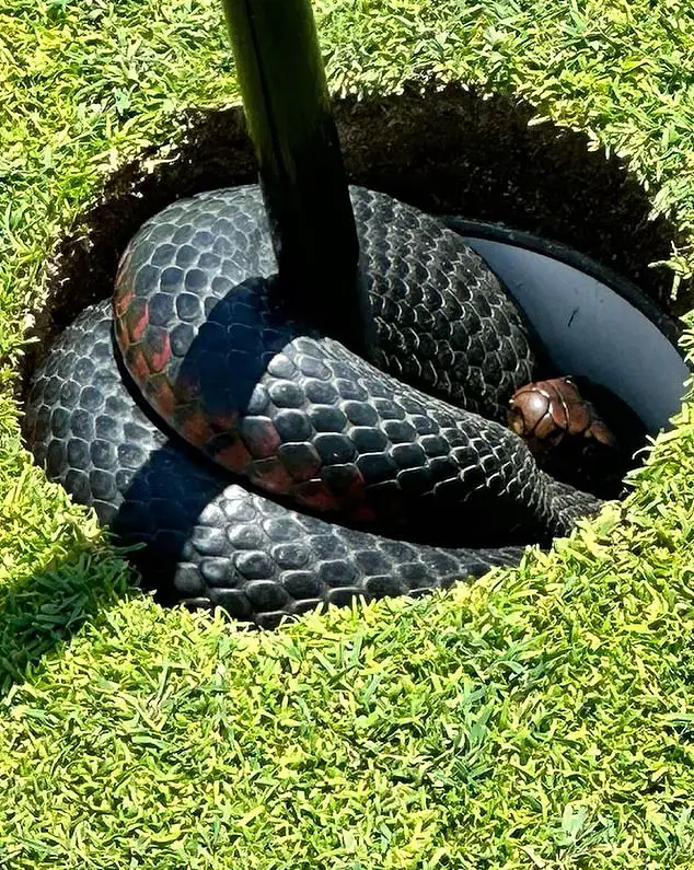 Hole in RUN! Golf enthusiasts on Aussie course encounter lethal snake hiding in the cup