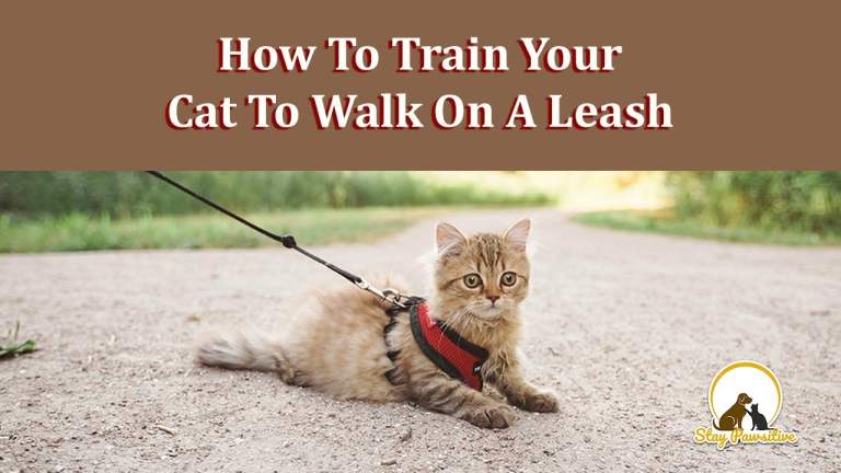 How To Train Your Cat To Stroll On A Leash