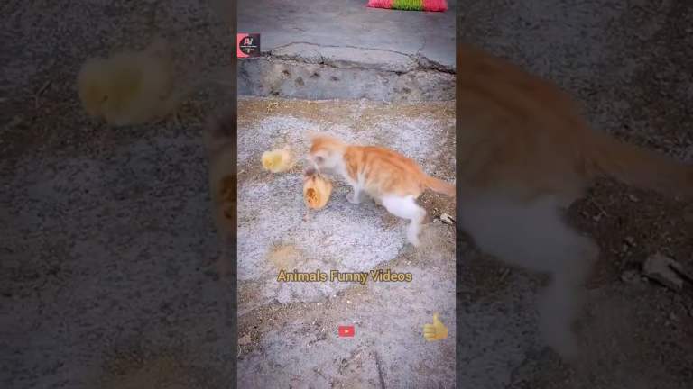Cat And Child Chicken Playing Collection Video|Animals Relationship|Animals Amusing Videos #shorts