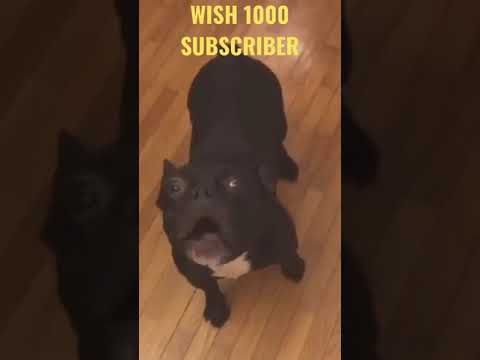 A LOT OF AMUSING DOG VIDEO COMPILATION 2021 I LOL I ATTEMPT NOT TO LAUGH I SHORT & SUGARY FOOD PART-77 #SHORTS