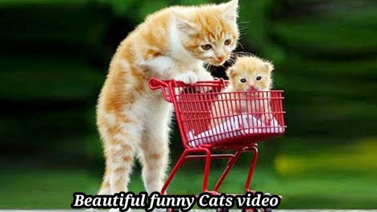 OMG So Adorable cats II Finest Amusing Cats Videos 2021 II cat amusing videos|cat adorable|Animals Streets