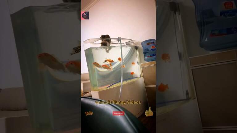 The Cat Fell Under The Fish Tank While Attempting To Capture A Fish|Animals Amusing Videos #shorts #animals