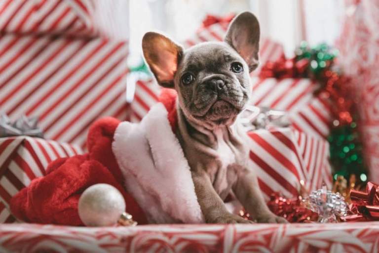 UK Cities With One Of The Most Spoiled Dogs This Christmas– Forbes Consultant UK
