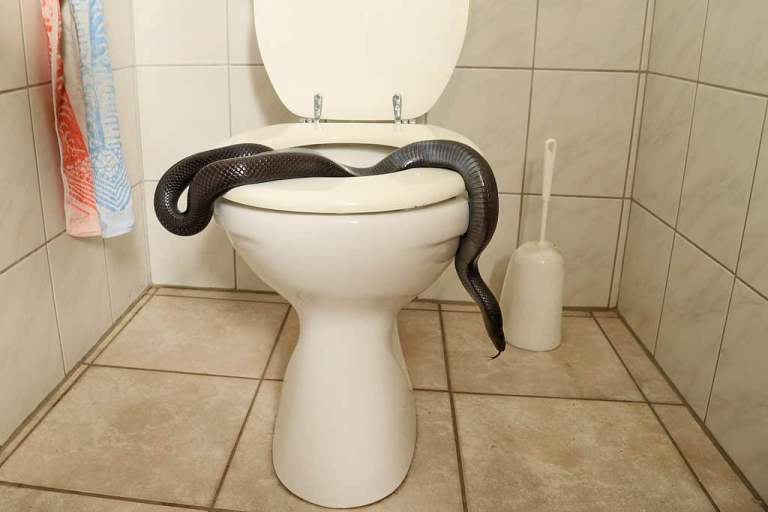 Worst Holiday Ever – Guy Discovers Snake Crawling Out of His Hotel Toilet