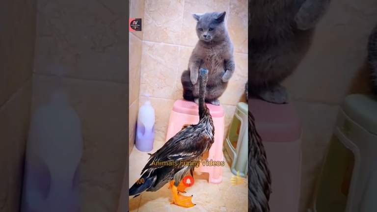 amusing Animals videos, cat animals, duck, duck videos, duck and cat, animals brand-new videos 2022 #shorts #cat