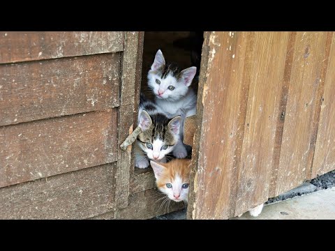 amusing cat videos 2021|cat amusing videos|amusing animals|Cats|Charming cat|Animals Streets