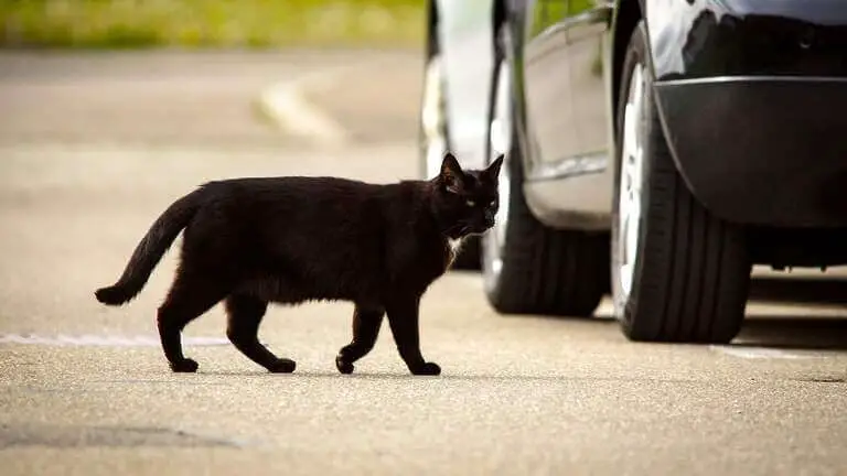 Cat hit-and-runs might need to be reported to authorities