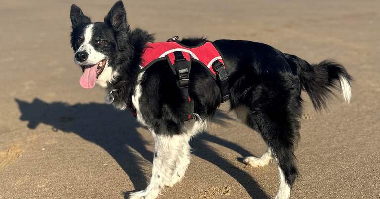 Dog owner in tears after big turnout for border collie’s last ever stroll on beach