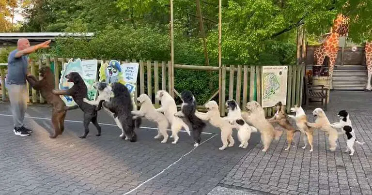 These dogs simply broke the world record for having the most dogs in a conga line
