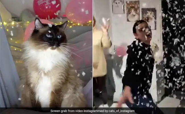 Video Of Women Surprising Their Cat With A Birthday Party Has The Internet’s Heart
