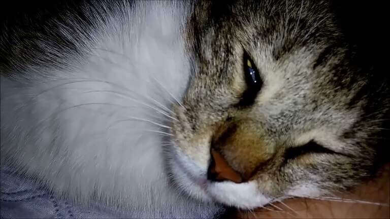 10 Minutes Of Cat Purring Sound With Reverb Result|Asmr For Sleep|How Do You Snore A Cat?