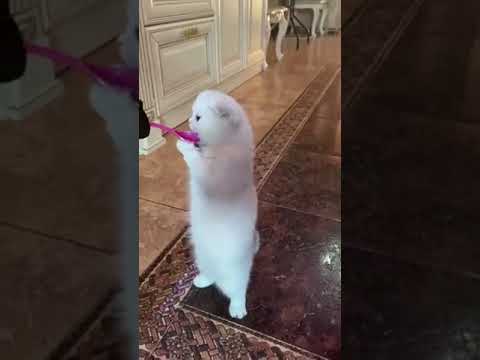 Aww #Cute #Cats #Videos #catmeow #Funny #Animals #Compilation #Challenge #shorts/ # 2
