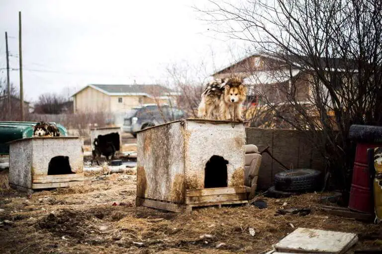 Growing dog populations a concern in some remote neighborhoods, shelters under pressure