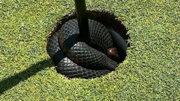 ‘Waiting on a birdie!’ – See stunning minute 4ft poisonous snake crawls out of 2nd hole on golf course