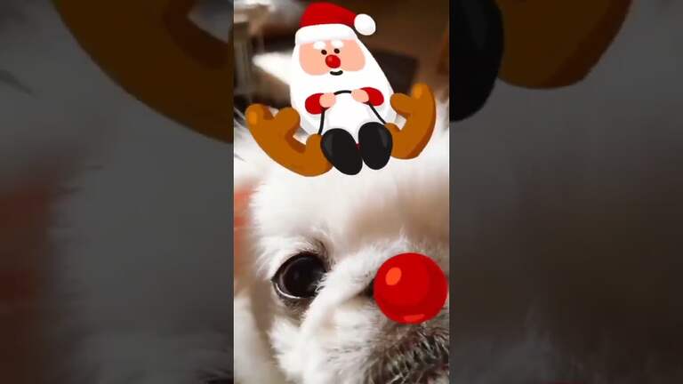 Amusing Dog Puppies 😂 These Amusing 🐱 Dog Videos #shortsvideo #viral #shorts
