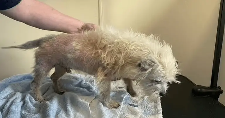 Dog with ‘more fleas than we have actually seen on a single animal’ is saved from death