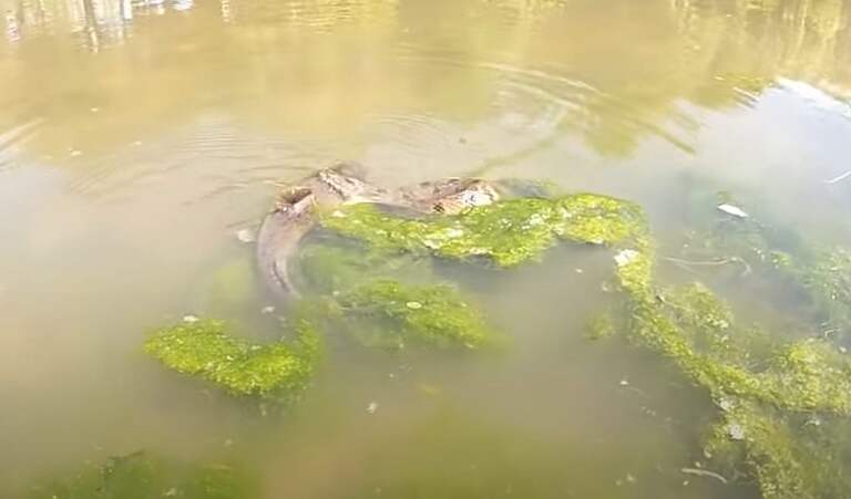 Large Water Snake Takes On Big Catfish In Colorado River