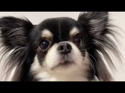 Amusing Dog 😂 These Amusing  🐕 Dog  Videos #shortsvideo #viral #shorts