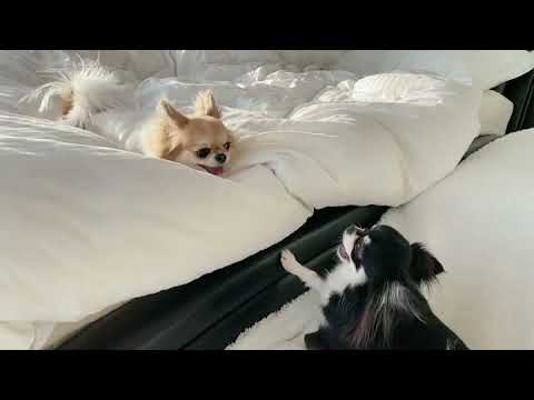 Amusing Dog 😂 These Amusing  🐕 Dog  Videos #shortsvideo #viral #shorts