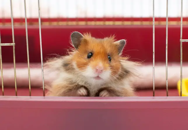 Gene-editing turns fluffy hamsters into ‘aggressive’ rage monsters