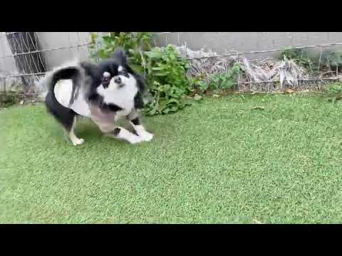 Funny Dog 😂 These Funny  🐕 Dog  Videos #shortsvideo #viral #shorts