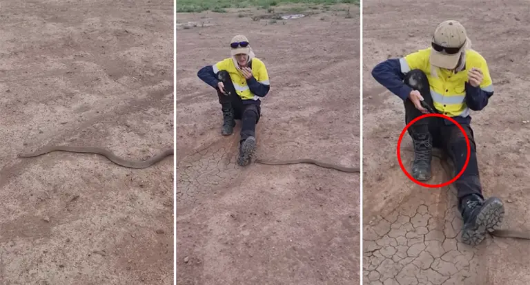 Snake catcher discusses ‘reckless’ video of employee with lethal brown snake