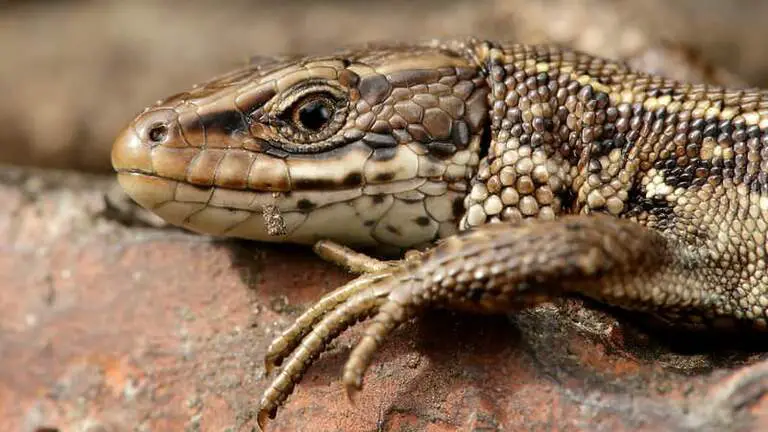 Nature Diary: The snakes and lizards that you can discover on Exmoor