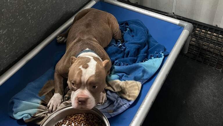 Dog discovered abandoned with frostbite near Waterford