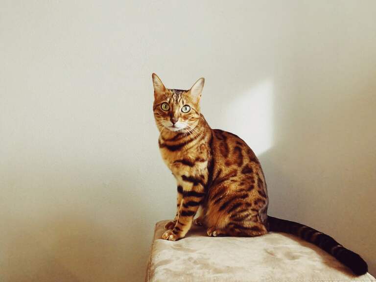 Bengal Cats Trying to Pass Each Other on Small Ledge Is Downright Impressive
