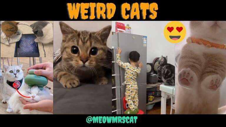 America’s Many Desired Amusing Cat Videos on YouTube | America’s #1 Amusing Cat Video by Meowmrscat