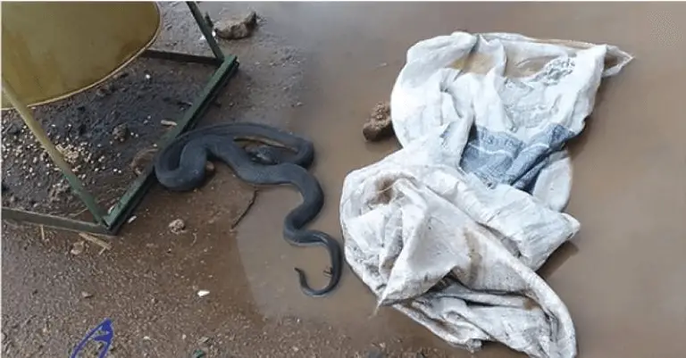 Huge snake terrifies Bulawayo citizens