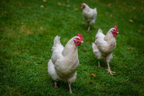 Bird Influenza verified at Eden poultry facilities