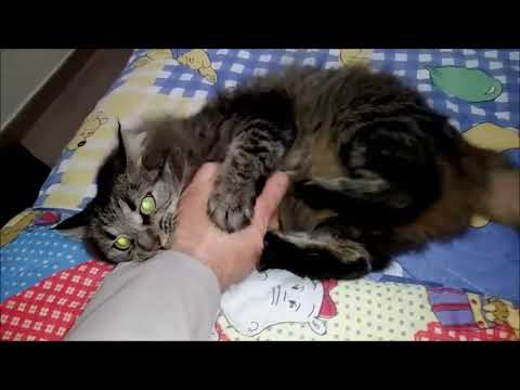 Cat Frustrated By Master Scratches With Nails