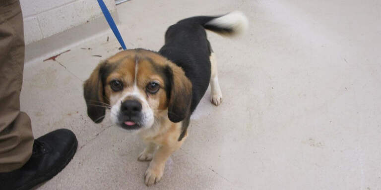 Cobb County Courier Dog of the Day: “I am a beagle. Everybody likes beagles. Proper? So undertake me and take me home!”