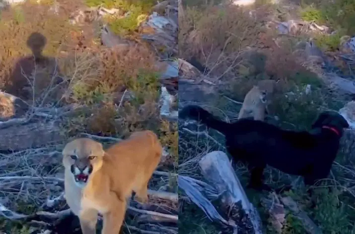 Man & His Dog Come Face To Face With Mountain Lion, Neither Back Down In Heart-Pounding Video