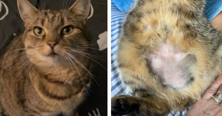 Coventry ‘cat razor’ strikes once again as another family pet comes home with portion of fur missing out on