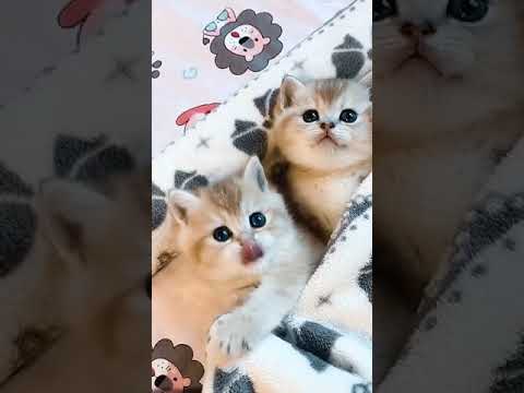 Charming and Amusing Cat Videos Collection #80 | Aww Animals.