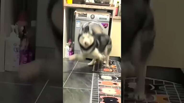 Significant husky amusing dog video #shorts