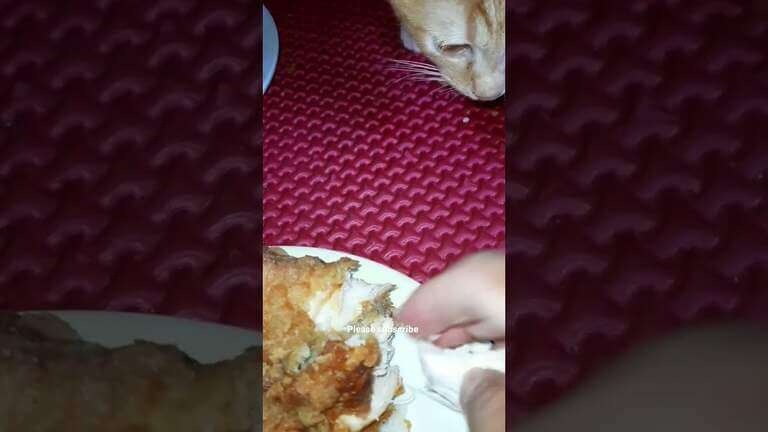 Consume chicken #shorts #shortsfeed #hungrycats #hungry #kittens #catlovers #eating #catlove #meow
