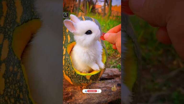 Amusing Bunny Collection, finest animal videos, charming bunnies #cat #cute #animals #shorts #ytshorts